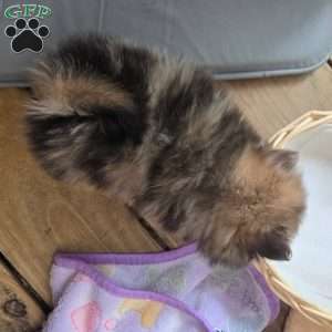 Little Baby Blue, Pomeranian Puppy